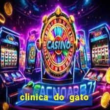 clinica do gato porto alegre