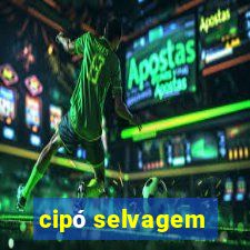 cipó selvagem