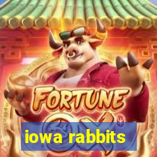 iowa rabbits