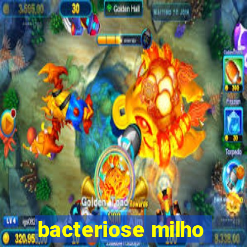 bacteriose milho