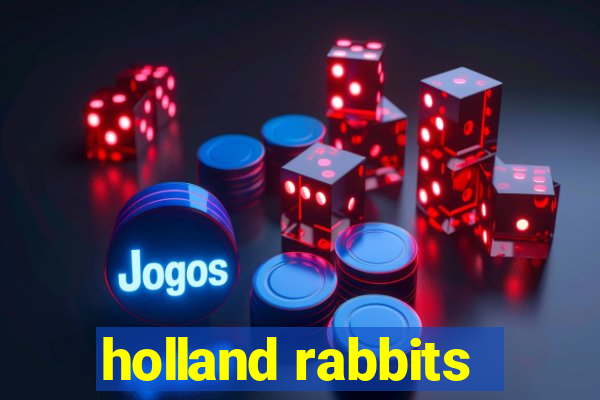 holland rabbits