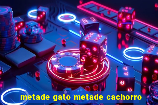 metade gato metade cachorro