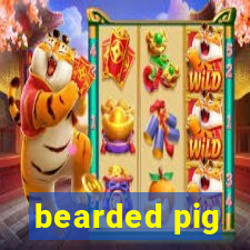 bearded pig