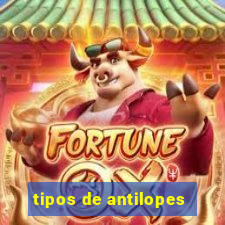 tipos de antilopes