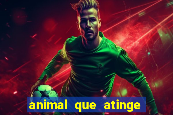 animal que atinge 230 decib茅is