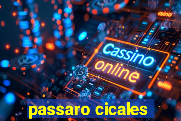 passaro cicales